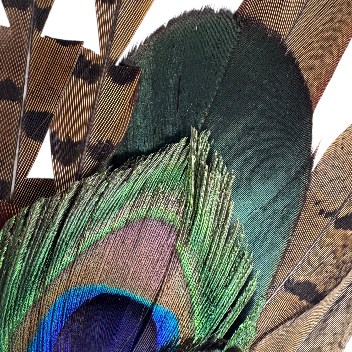 Peacock and Natural Feather Hat Pin CFP848