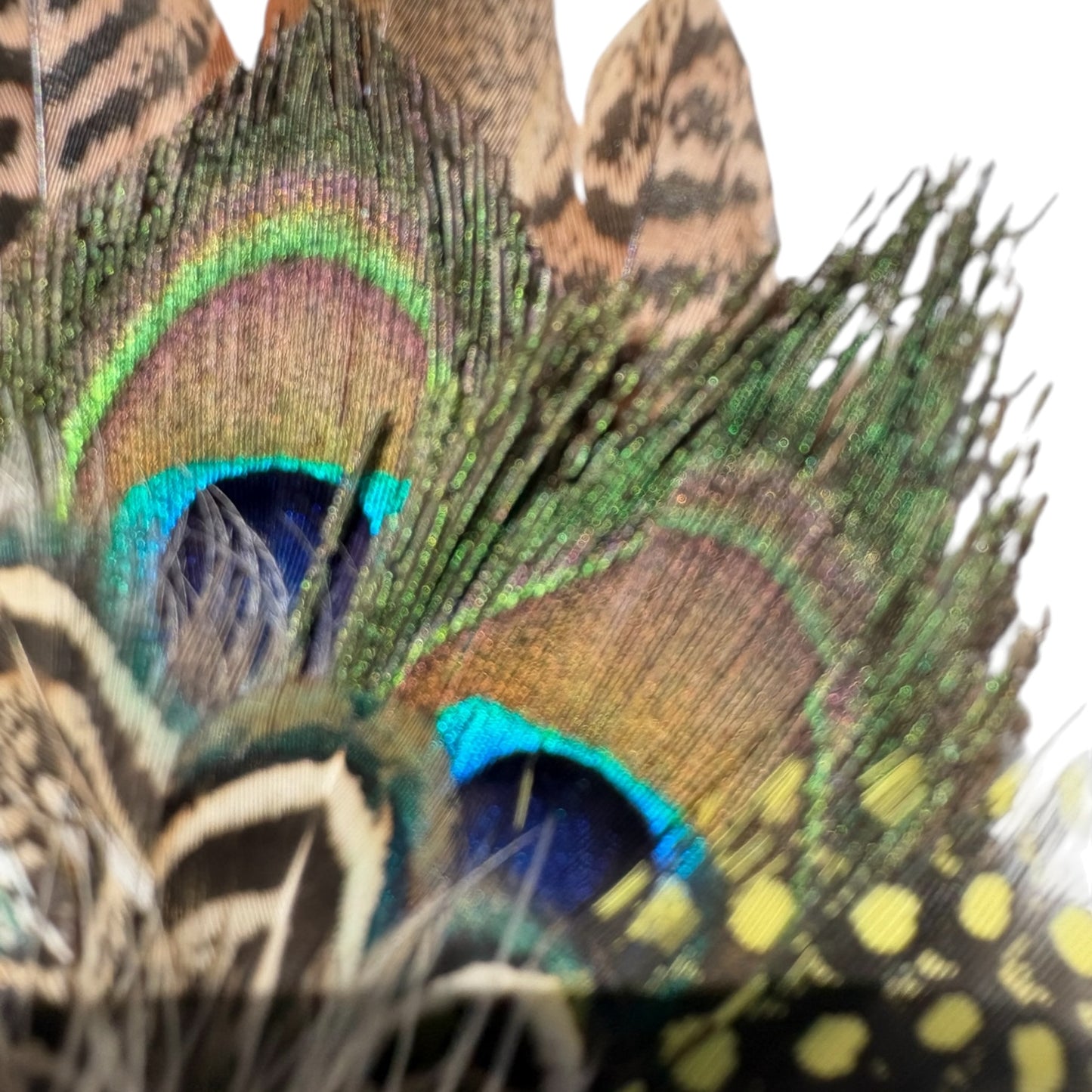 Peacock, Rooster, Guinea Fowl, Duck & Pheasant Feather Hat Pin CFP875