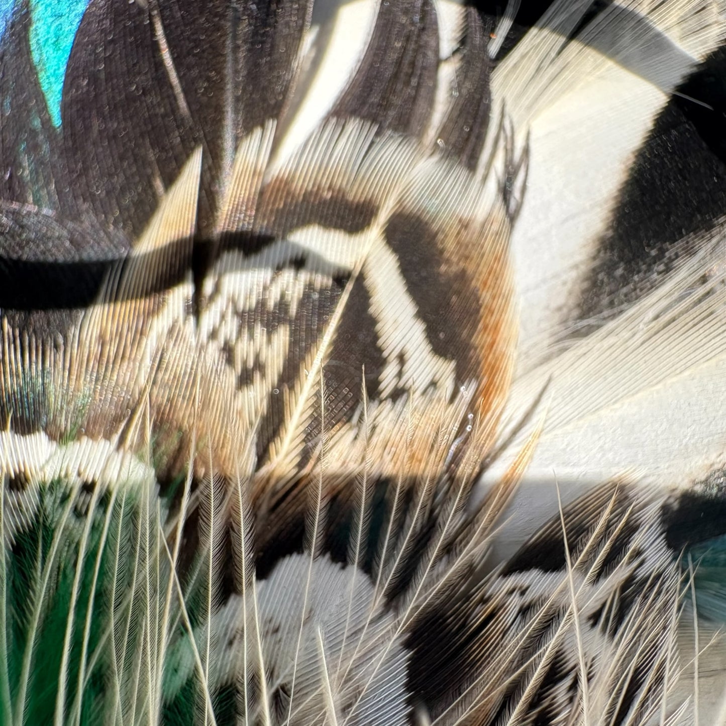 Teal, Rooster, Duck, & Phesant Feather Hat Pin CFP876