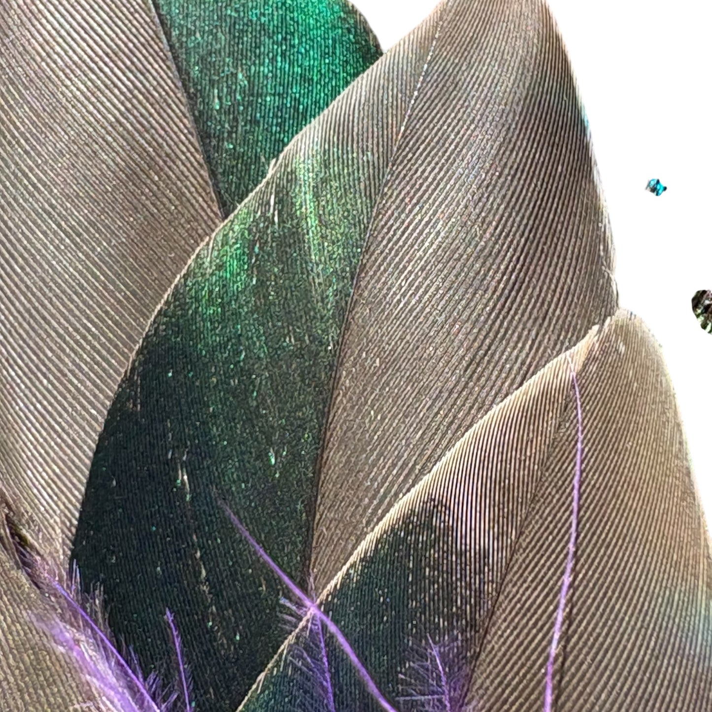 Teal, Rooster, Peacock, & Pheasant Feather Hat Pin CFP870