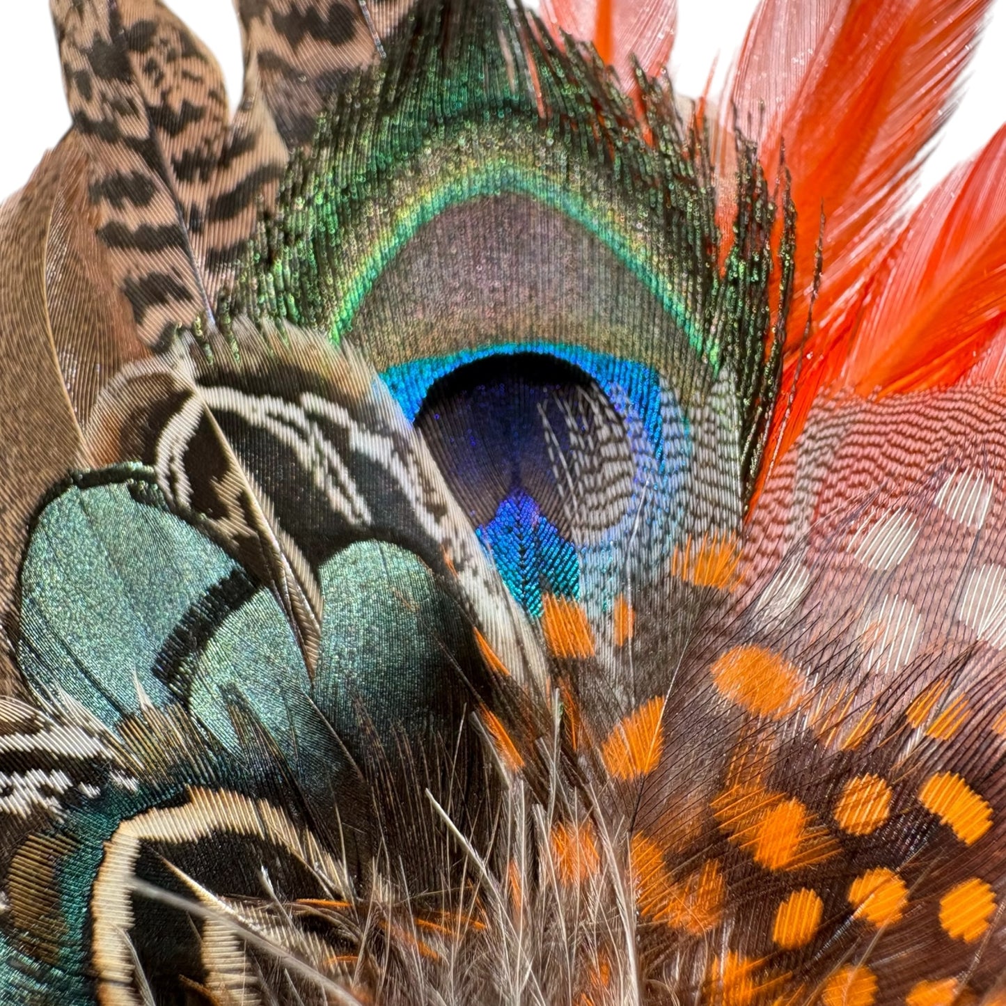 Peacock, Rooster, Guinea Fowl, Goose & Pheasant Feather Hat Pin CFP872