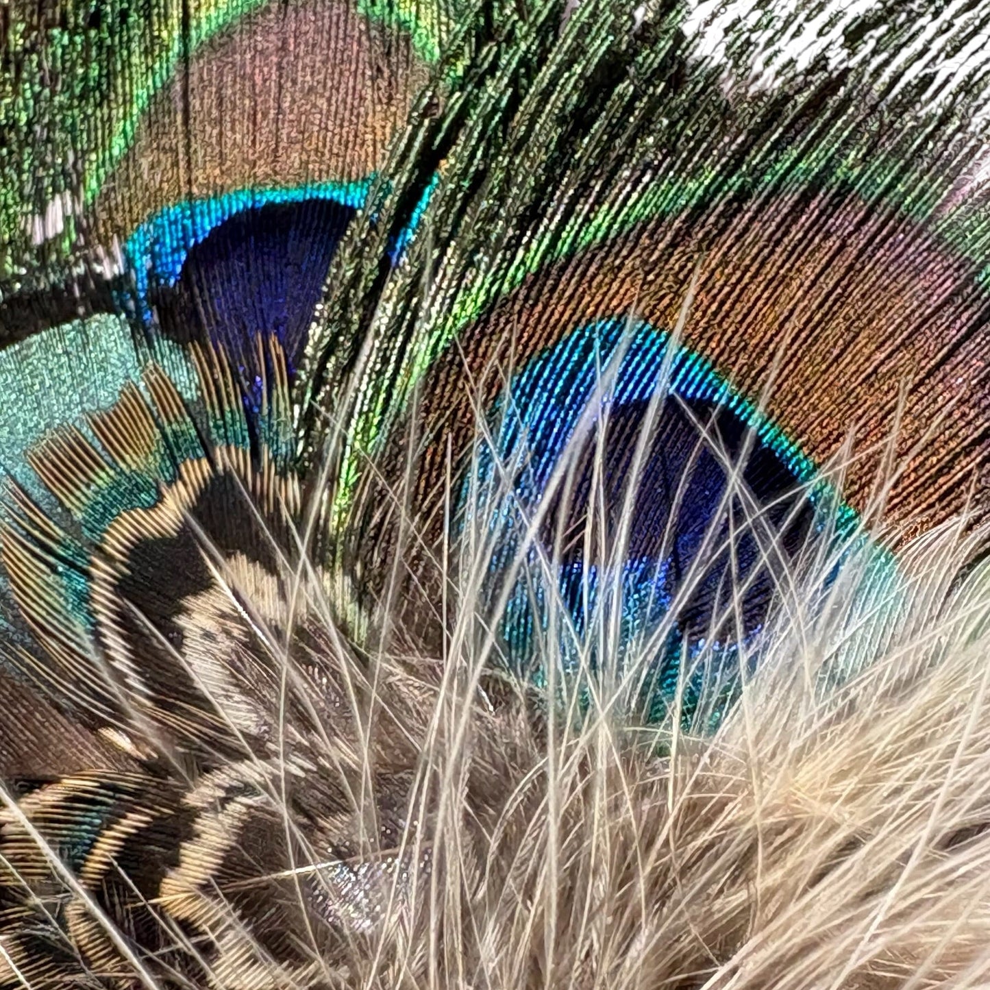 Peacock, Rooster, Guinea Fowl & Pheasant Feather Hat Pin CFP873