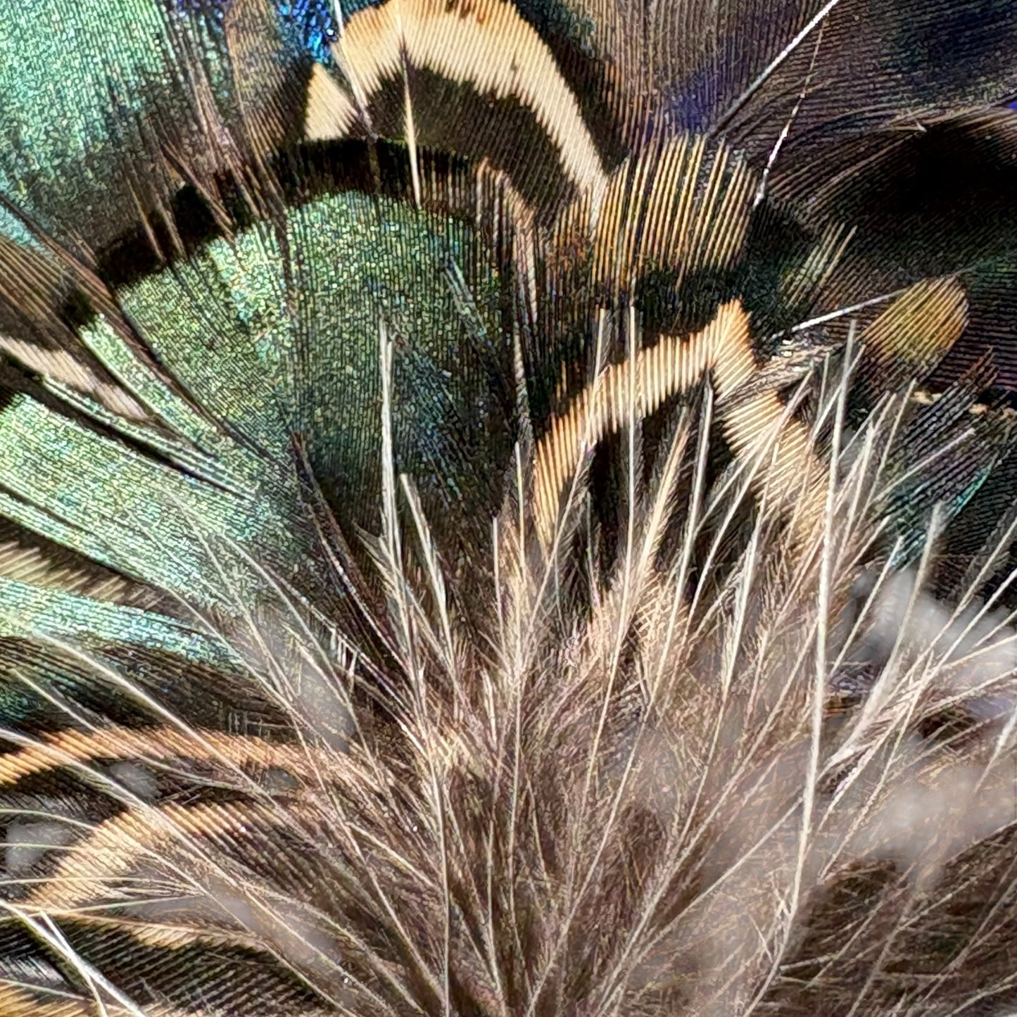 Peacock, Rooster, Guinea Fowl & Pheasant Feather Hat Pin CFP881