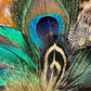 Teal, Peacock and Natural Feather Hat Pin CFP883